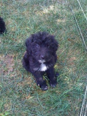 AUSSIEDOODLE